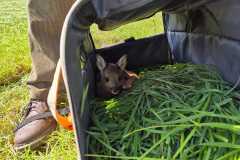 WhatsApp-Image-2025-06-11-at-18.16.16