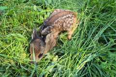 WhatsApp-Image-2025-06-11-at-18.16.17